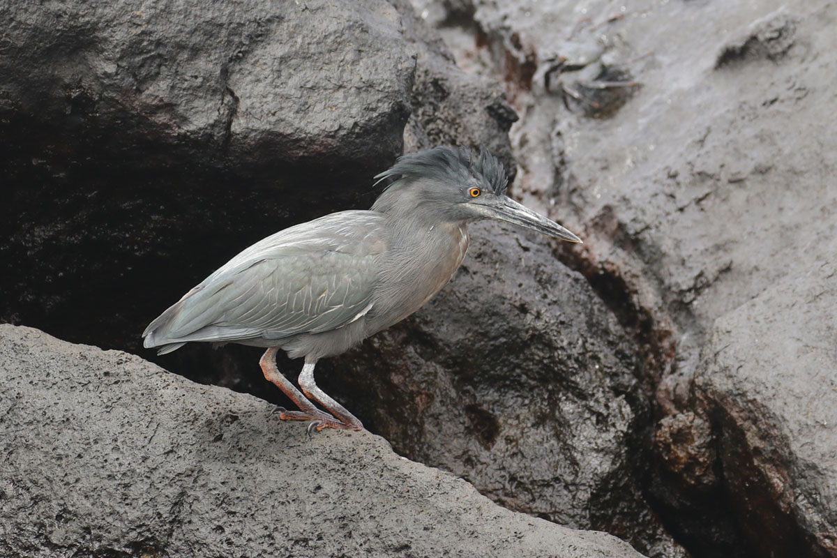 Lava heron